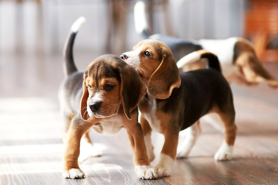 Caring Dog