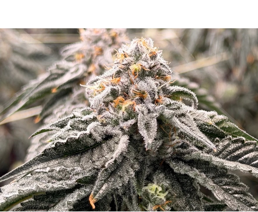 Thca Flower