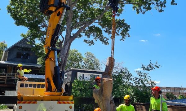 Professional Tree Care